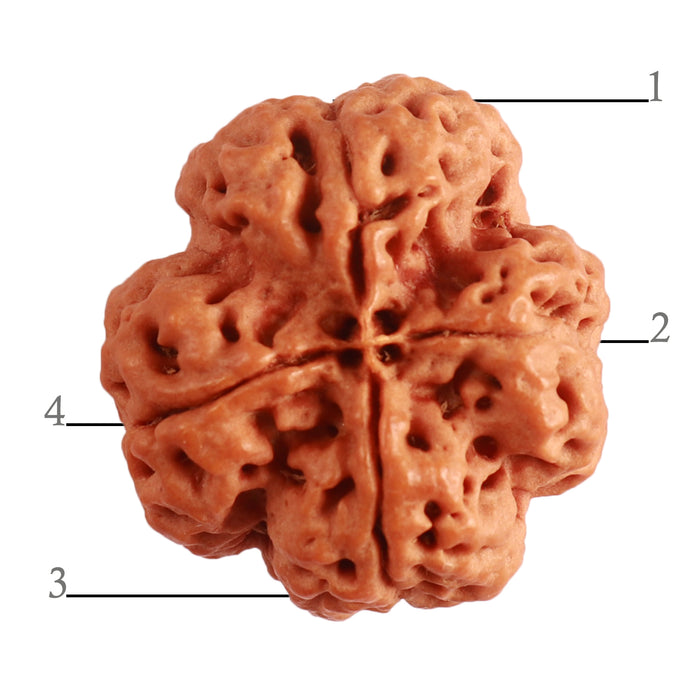 4 Mukhi Rudraksha from Nepal - Bead No. 291