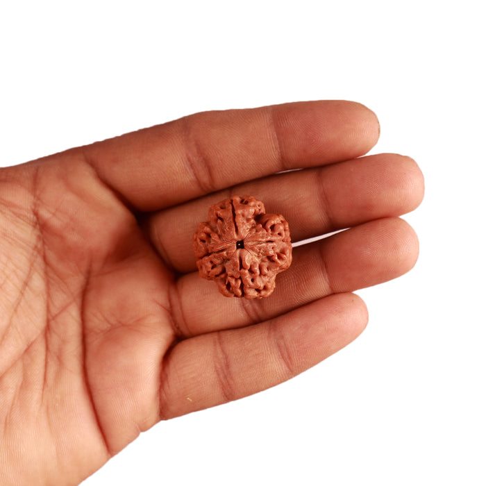 4 Mukhi Rudraksha from Nepal - Bead No. 292