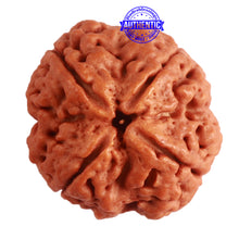 Load image into Gallery viewer, 4 Mukhi Rudraksha from Nepal - Bead No. 293
