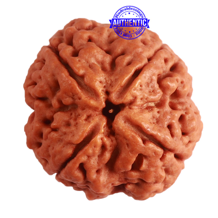 4 Mukhi Rudraksha from Nepal - Bead No. 293