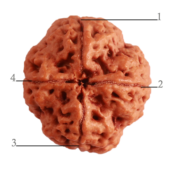 4 Mukhi Rudraksha from Nepal - Bead No. 293