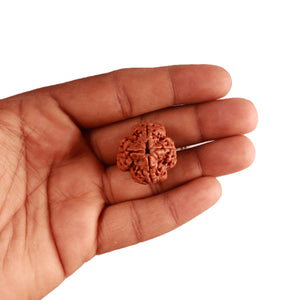 4 Mukhi Rudraksha from Nepal - Bead No. 294
