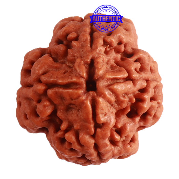 4 Mukhi Rudraksha from Nepal - Bead No. 294
