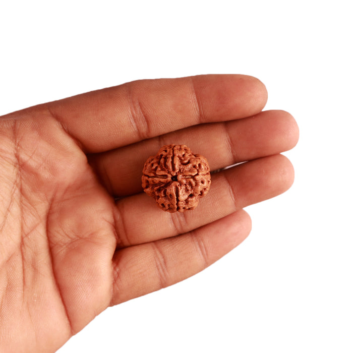 4 Mukhi Rudraksha from Nepal - Bead No. 295
