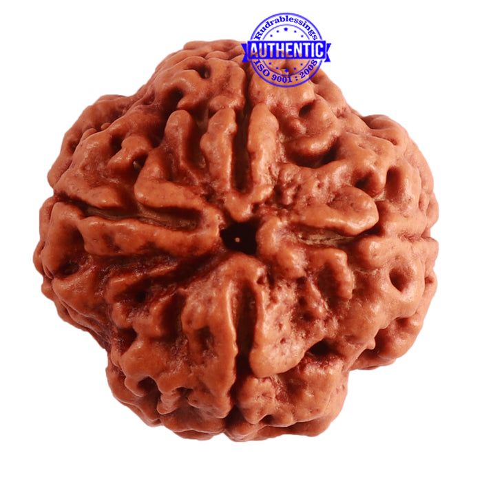 4 Mukhi Rudraksha from Nepal - Bead No. 295