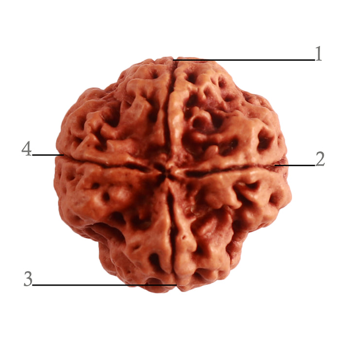 4 Mukhi Rudraksha from Nepal - Bead No. 295