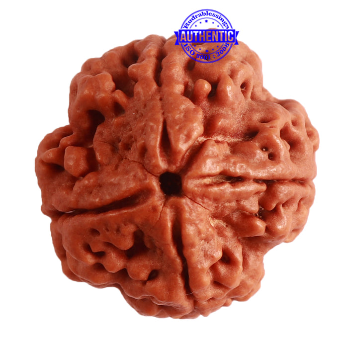 4 Mukhi Rudraksha from Nepal - Bead No. 296