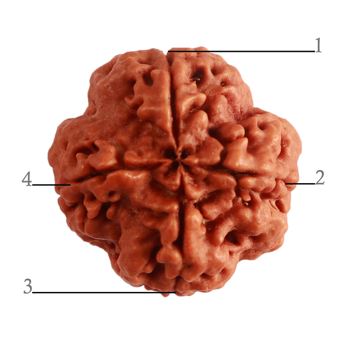 4 Mukhi Rudraksha from Nepal - Bead No. 296