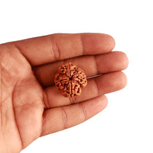 Load image into Gallery viewer, 4 Mukhi Rudraksha from Nepal - Bead No. 297
