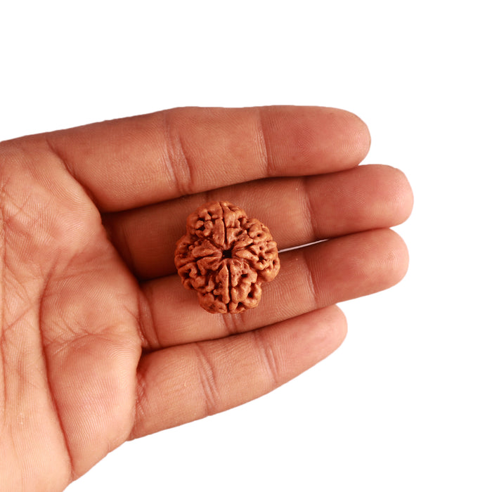 4 Mukhi Rudraksha from Nepal - Bead No. 297