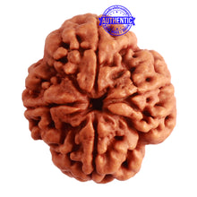 Load image into Gallery viewer, 4 Mukhi Rudraksha from Nepal - Bead No. 297
