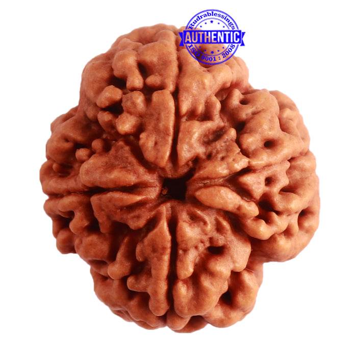 4 Mukhi Rudraksha from Nepal - Bead No. 297
