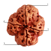 Load image into Gallery viewer, 4 Mukhi Rudraksha from Nepal - Bead No. 297
