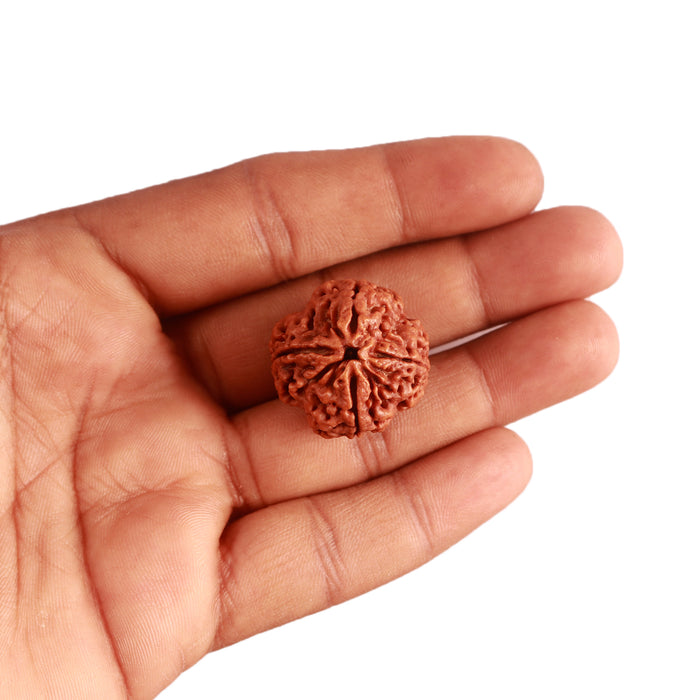 4 Mukhi Rudraksha from Nepal - Bead No. 298
