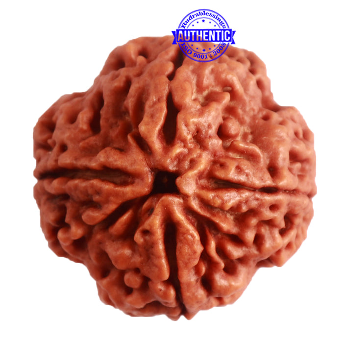 4 Mukhi Rudraksha from Nepal - Bead No. 298