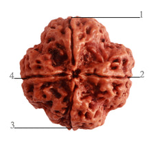 Load image into Gallery viewer, 4 Mukhi Rudraksha from Nepal - Bead No. 298
