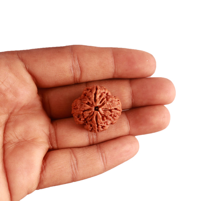 4 Mukhi Rudraksha from Nepal - Bead No. 299