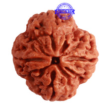 Load image into Gallery viewer, 4 Mukhi Rudraksha from Nepal - Bead No. 299
