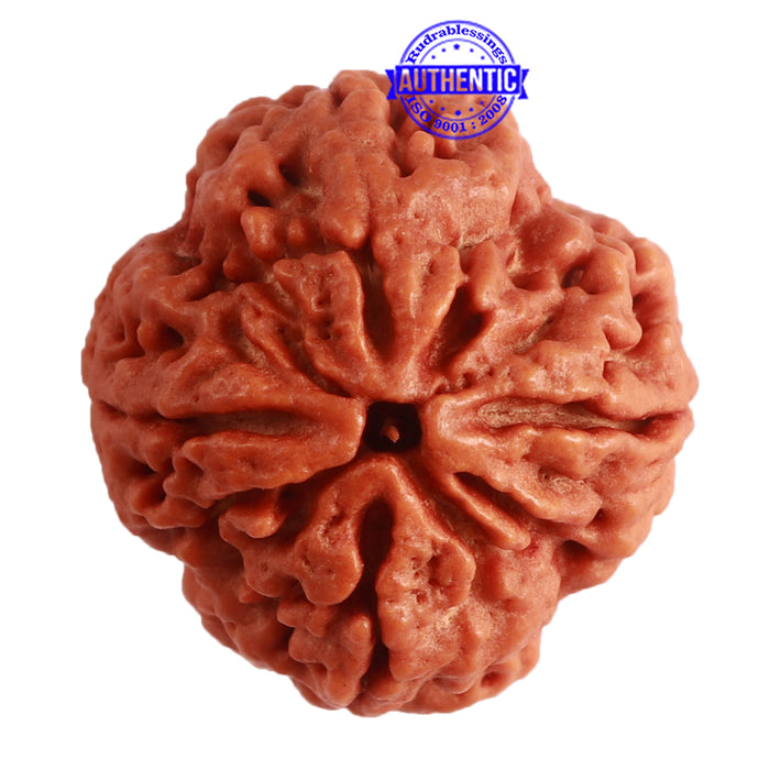 4 Mukhi Rudraksha from Nepal - Bead No. 299