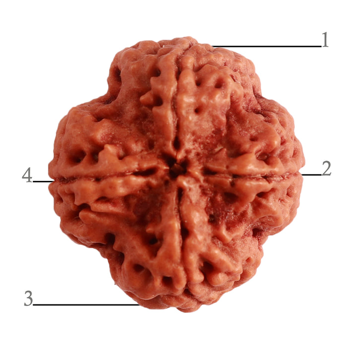 4 Mukhi Rudraksha from Nepal - Bead No. 299