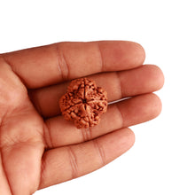 Load image into Gallery viewer, 4 Mukhi Rudraksha from Nepal - Bead No. 300
