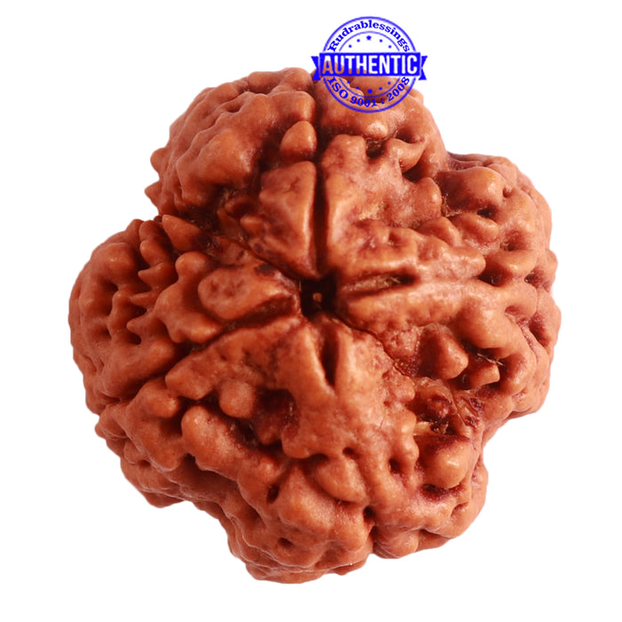 4 Mukhi Rudraksha from Nepal - Bead No. 300