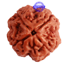 Load image into Gallery viewer, 4 Mukhi Rudraksha from Nepal - Bead No. 302
