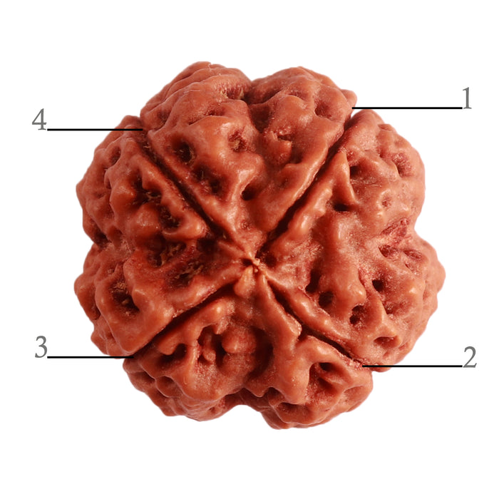 4 Mukhi Rudraksha from Nepal - Bead No. 302