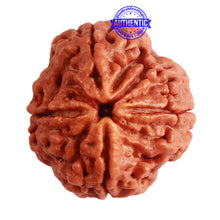 Load image into Gallery viewer, 4 Mukhi Rudraksha from Nepal - Bead No. 303
