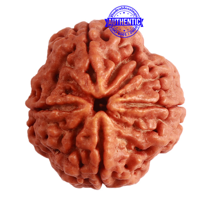 4 Mukhi Rudraksha from Nepal - Bead No. 303
