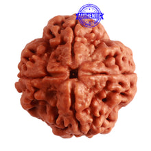 Load image into Gallery viewer, 4 Mukhi Rudraksha from Nepal - Bead No. 304
