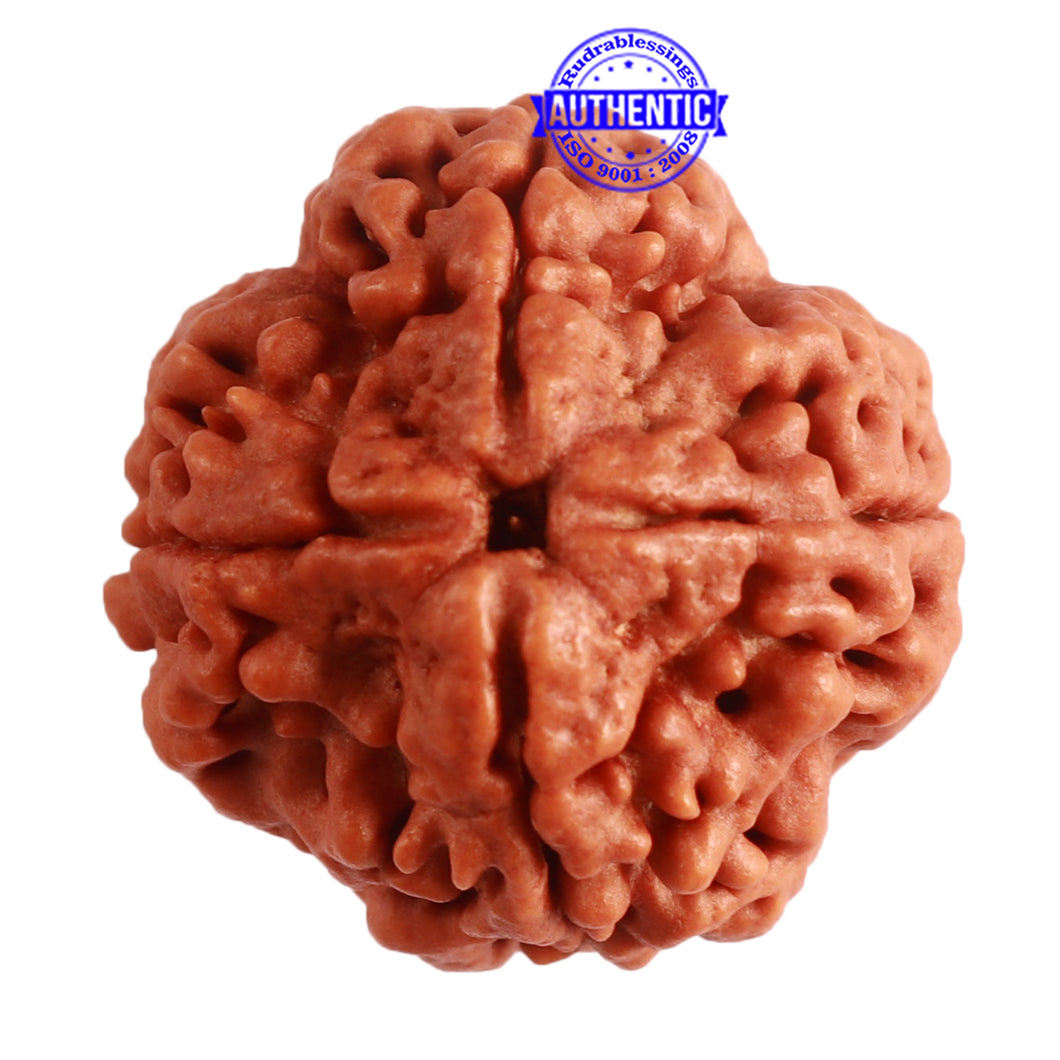4 Mukhi Rudraksha from Nepal - Bead No. 304