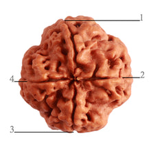 Load image into Gallery viewer, 4 Mukhi Rudraksha from Nepal - Bead No. 304
