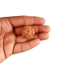 Load image into Gallery viewer, 4 Mukhi Rudraksha from Nepal - Bead No. 305
