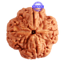Load image into Gallery viewer, 4 Mukhi Rudraksha from Nepal - Bead No. 305
