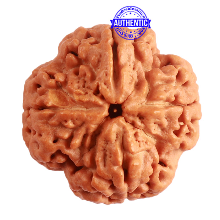 4 Mukhi Rudraksha from Nepal - Bead No. 305