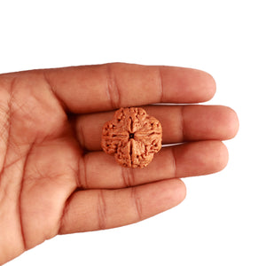 4 Mukhi Rudraksha from Nepal - Bead No. 306