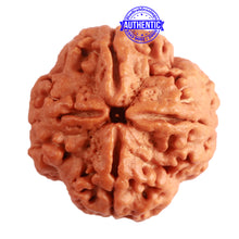 Load image into Gallery viewer, 4 Mukhi Rudraksha from Nepal - Bead No. 306

