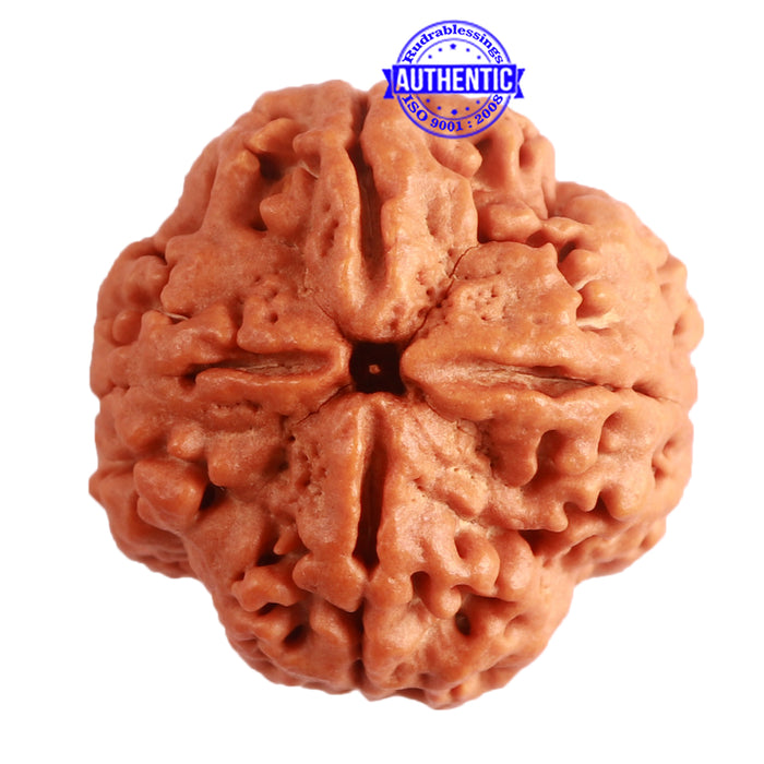 4 Mukhi Rudraksha from Nepal - Bead No. 306
