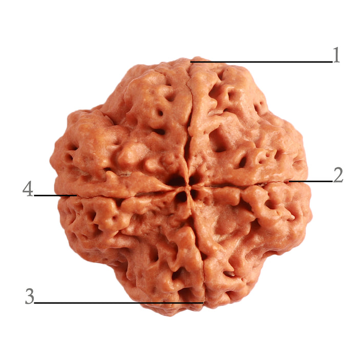 4 Mukhi Rudraksha from Nepal - Bead No. 306