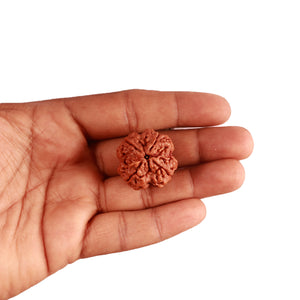 4 Mukhi Rudraksha from Nepal - Bead No. 307