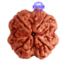Load image into Gallery viewer, 4 Mukhi Rudraksha from Nepal - Bead No. 307
