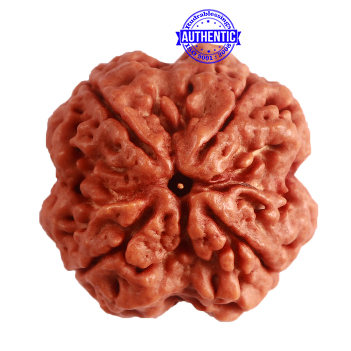 4 Mukhi Rudraksha from Nepal - Bead No. 307