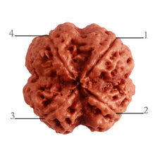 Load image into Gallery viewer, 4 Mukhi Rudraksha from Nepal - Bead No. 307
