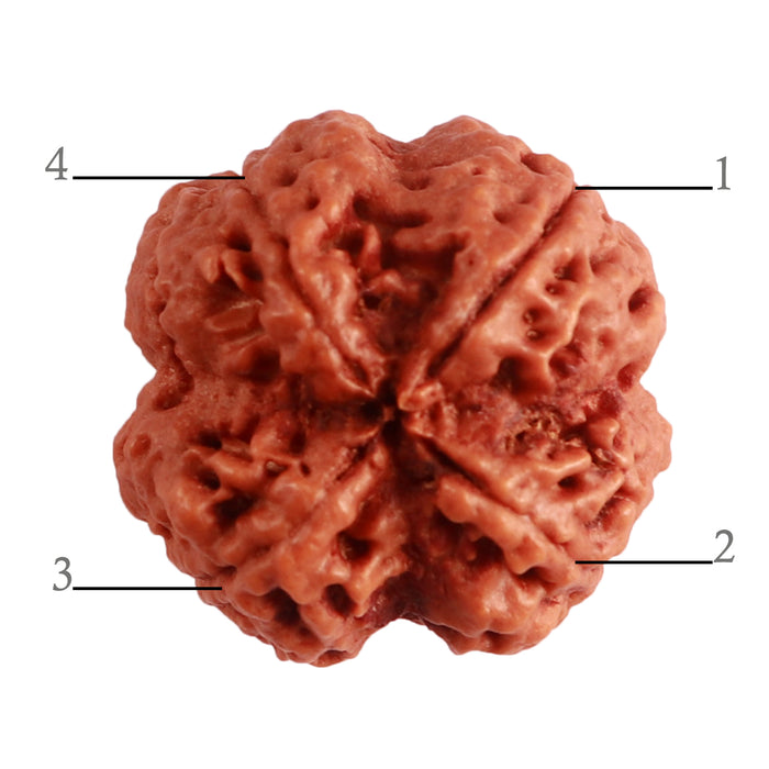 4 Mukhi Rudraksha from Nepal - Bead No. 307