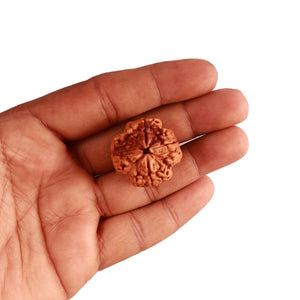 4 Mukhi Rudraksha from Nepal - Bead No. 309