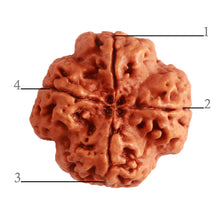 Load image into Gallery viewer, 4 Mukhi Rudraksha from Nepal - Bead No. 309
