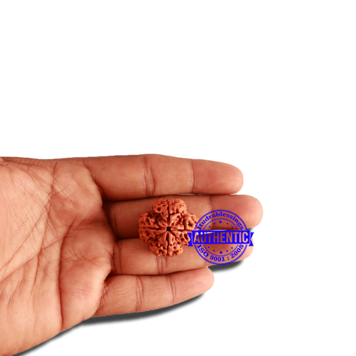 4 Mukhi Rudraksha from Nepal - Bead No. 312