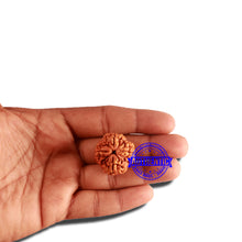 Load image into Gallery viewer, 4 Mukhi Rudraksha from Nepal - Bead No. 313
