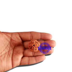 4 Mukhi Rudraksha from Nepal - Bead No. 313